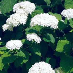 温柔的遗孀希岛爱理
